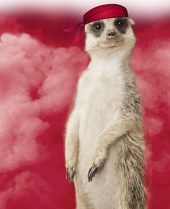 Meerkat