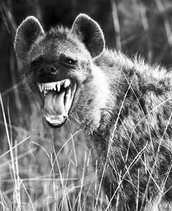 Hyena